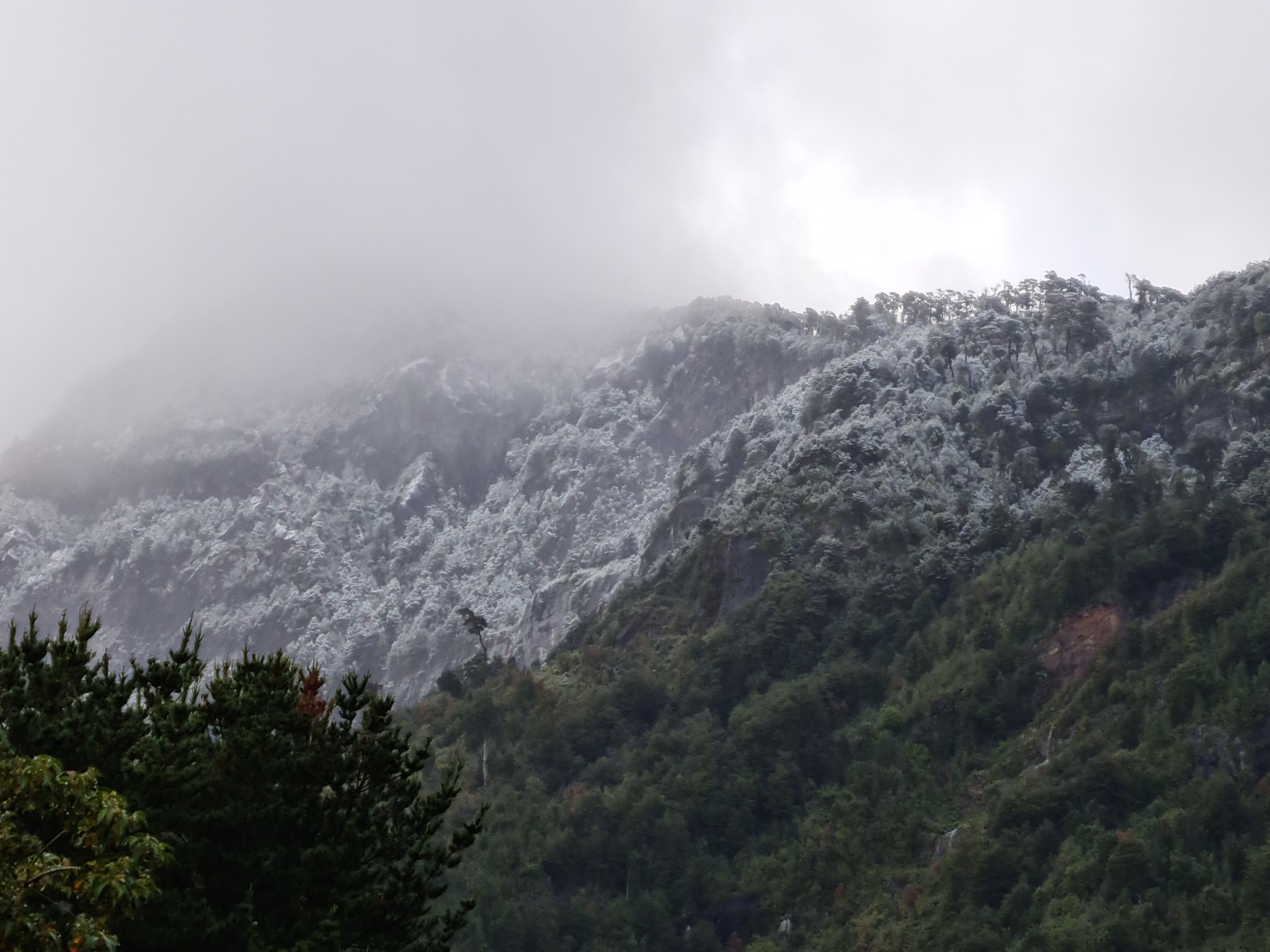 Bosque nativo cubierto de neblina